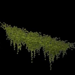 Spreading Green Vine