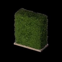Square Shrub