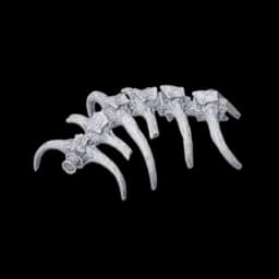 Sternum Fossil