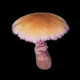 Sunlit Shroom