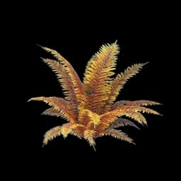 Tall Fern Bush