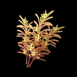 Turmeric Aromasprig