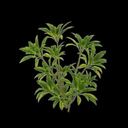 Umbrella-Leaf Shrub
