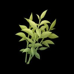 Verdant Fragrant Tea