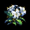 The Flower of Falnia