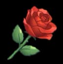 Single Rose, a gift Nia likes