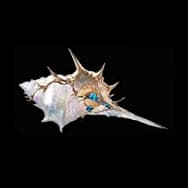 Ancient Lemurian Conch