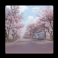 Background: Cherry Blossom Trail
