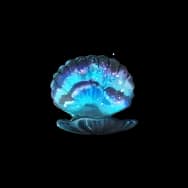 Blue Tears Seashell