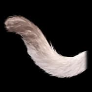 Bunny Kitty: Light Tail (Tail)