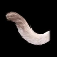 Bunny Kitty: Light Tail