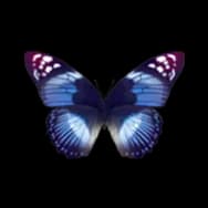 Butterfly: Crystal