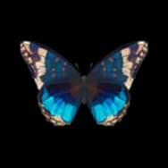 Butterfly: Lake