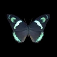 Butterfly: Meadow