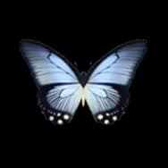 Butterfly: Sky