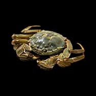 Crab