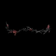 Dark Thorned Rose