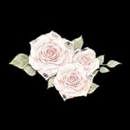 Dear Years: Rose (Sticker)