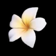 Eggy Bloom