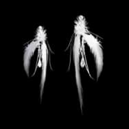 Feather Whisper