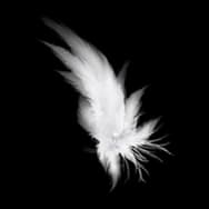 Feathered Heart (Headwear)