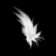 Feathered Heart