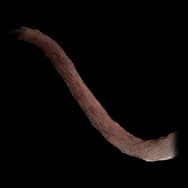 Fiendish Kitty: Dark Tail (Tail)