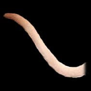 Fiendish Kitty: Light Tail (Tail)