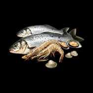 Fish & Seafood
