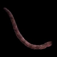 Fishie Kitty: Dark Tail (Tail)