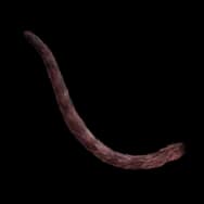 Fishie Kitty: Dark Tail