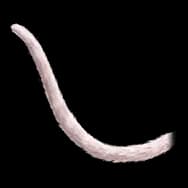 Fishie Kitty: Light Tail (Tail)