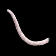 Fishie Kitty: Light Tail