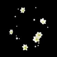 Flower Sprinkles