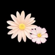 Garden Cosmos