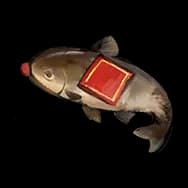 Grilled Crispfish (Sticker)