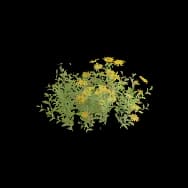 Harvest Bloom (Home Item)