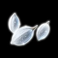 Kahli Flower Seed