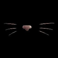 Kitten Disguise (Decal)