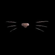 Kitty Disguise