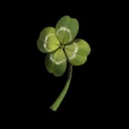 Lucky Leaf