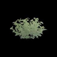 Meadow Grass (Home Item)