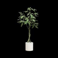 Money Tree