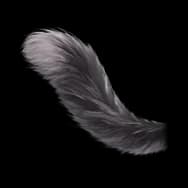 Pear Kitty: Dark Tail