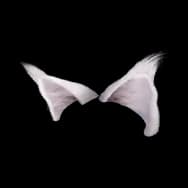 Pear Kitty: Light Ears