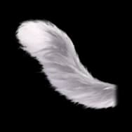 Pear Kitty: Light Tail