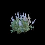 Pearl Blossom (Home Item)