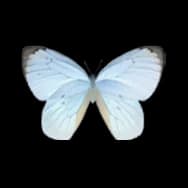 Pierid: Light Green
