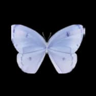 Pierid: Light Purple