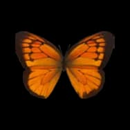Pierid: Orange Red